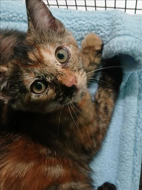 A baby small-sized female Domestic Short Hair cat named A for adoption in Los Angeles, CA