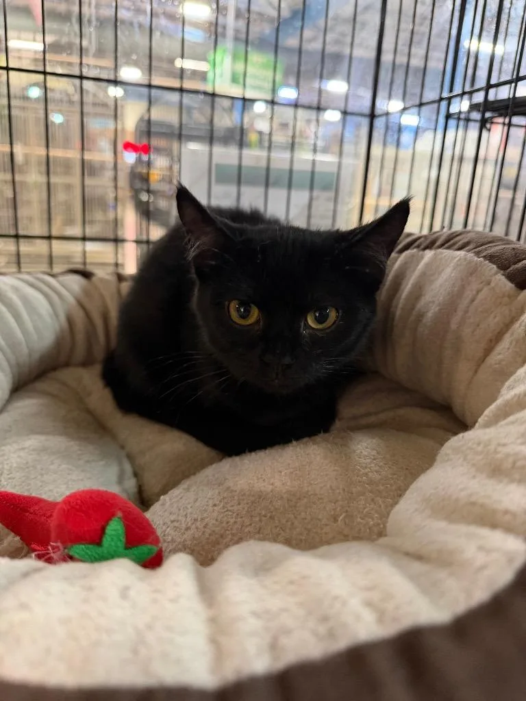 A baby medium-sized female Domestic Short Hair cat named Amber for adoption in Lancaster, PA