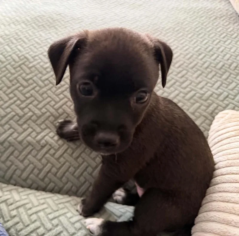 A baby small-sized female Black Chihuahua dog named Mocha for adoption in Dutton, VA