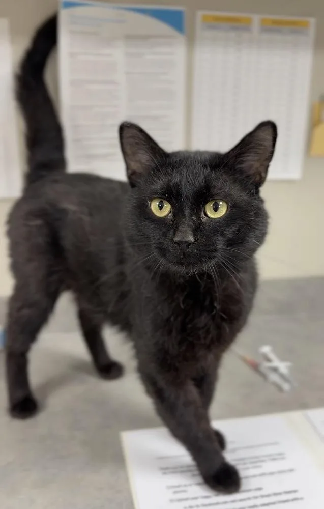 An adult large-sized male Black Domestic Short Hair cat named Pepper for adoption in Bemidji, MN