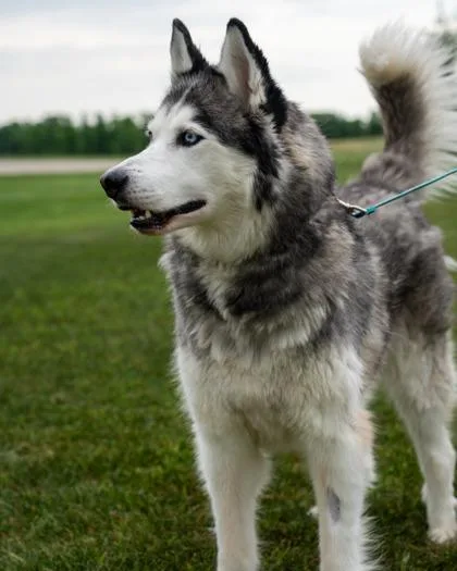 A senior large-sized male Siberian Husky dog named Duke for adoption in Pequot Lakes, MN