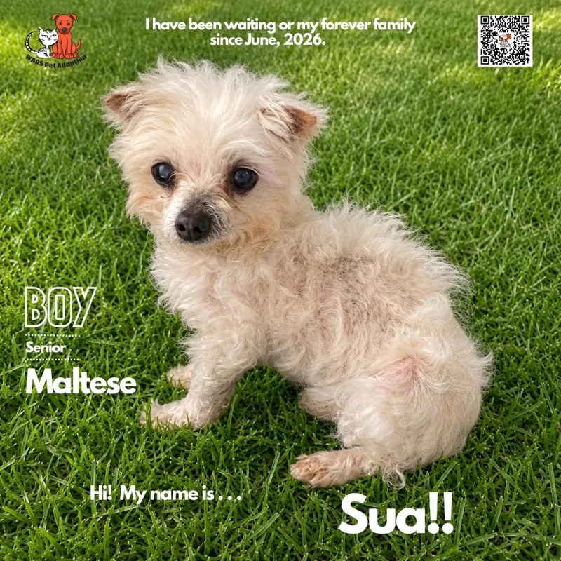 A senior small-sized male White / Cream Maltese dog named Sua for adoption in Westminster, CA