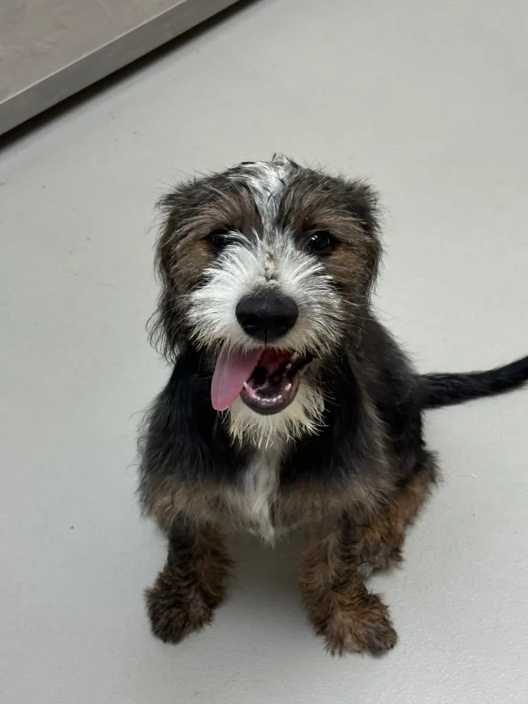 A baby large-sized male Spaniel dog named Orville Presley for adoption in Greeneville, TN