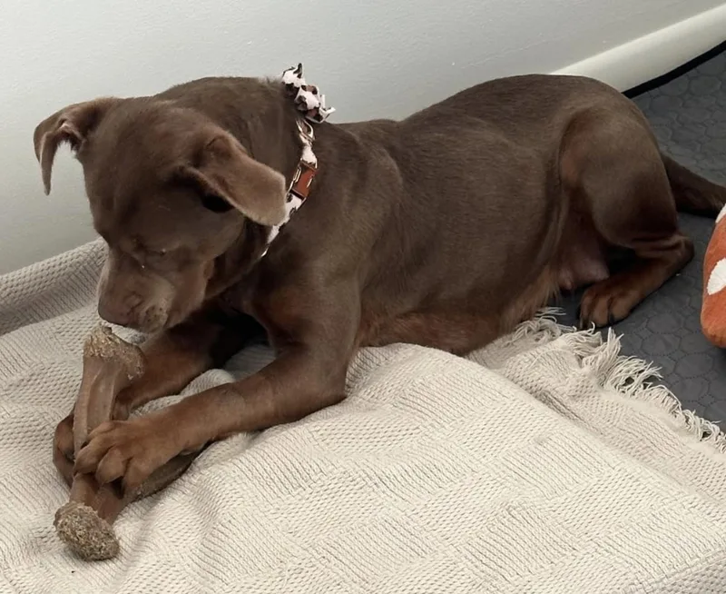 An adult medium-sized female Mixed Breed dog named Spirit for adoption in Cornelius, NC