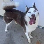 An adult medium-sized male Husky dog named Leo for adoption in Moline, IL