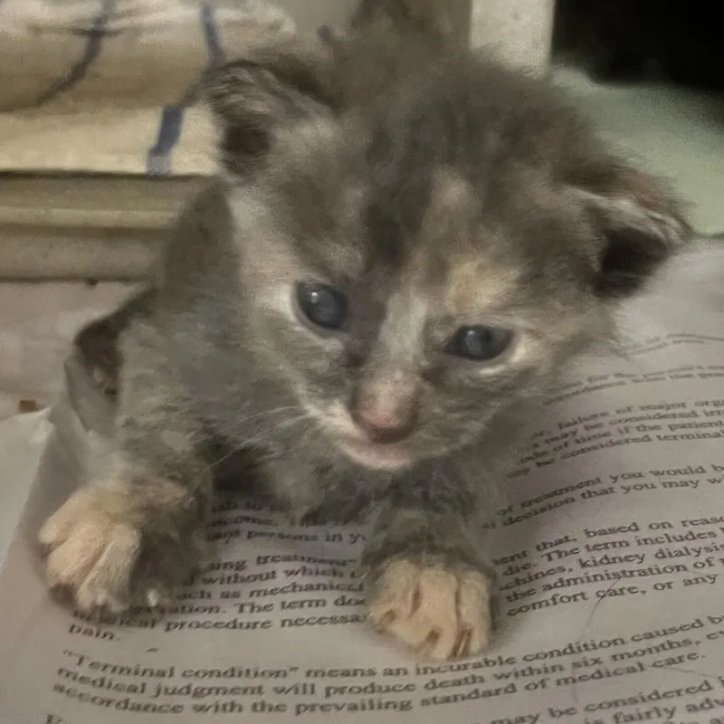 A baby small-sized female Gray / Blue / Silver Domestic Short Hair cat named C for adoption in San Antonio, TX