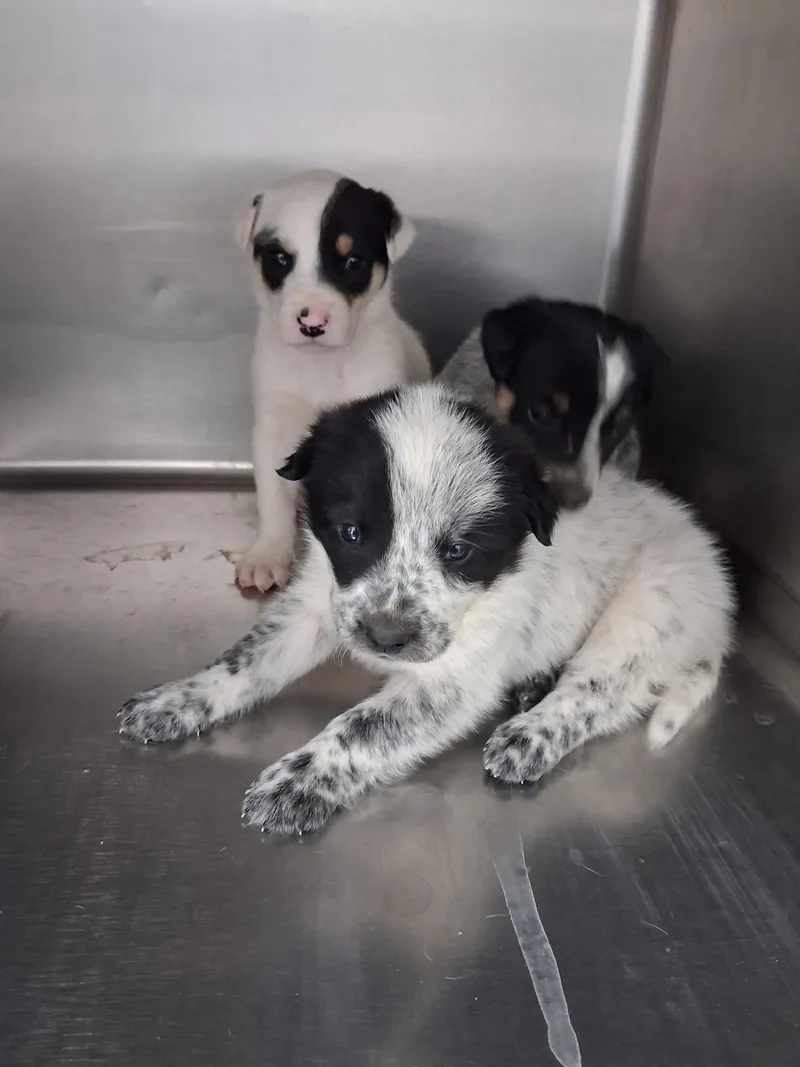A baby medium-sized male White / Cream Australian Cattle Dog / Blue Heeler dog named Atrain for adoption in Scottsdale, AZ