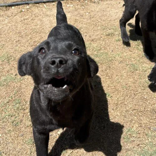 A baby small-sized female Black Labrador Retriever dog named Donut for adoption in Sanford, NC