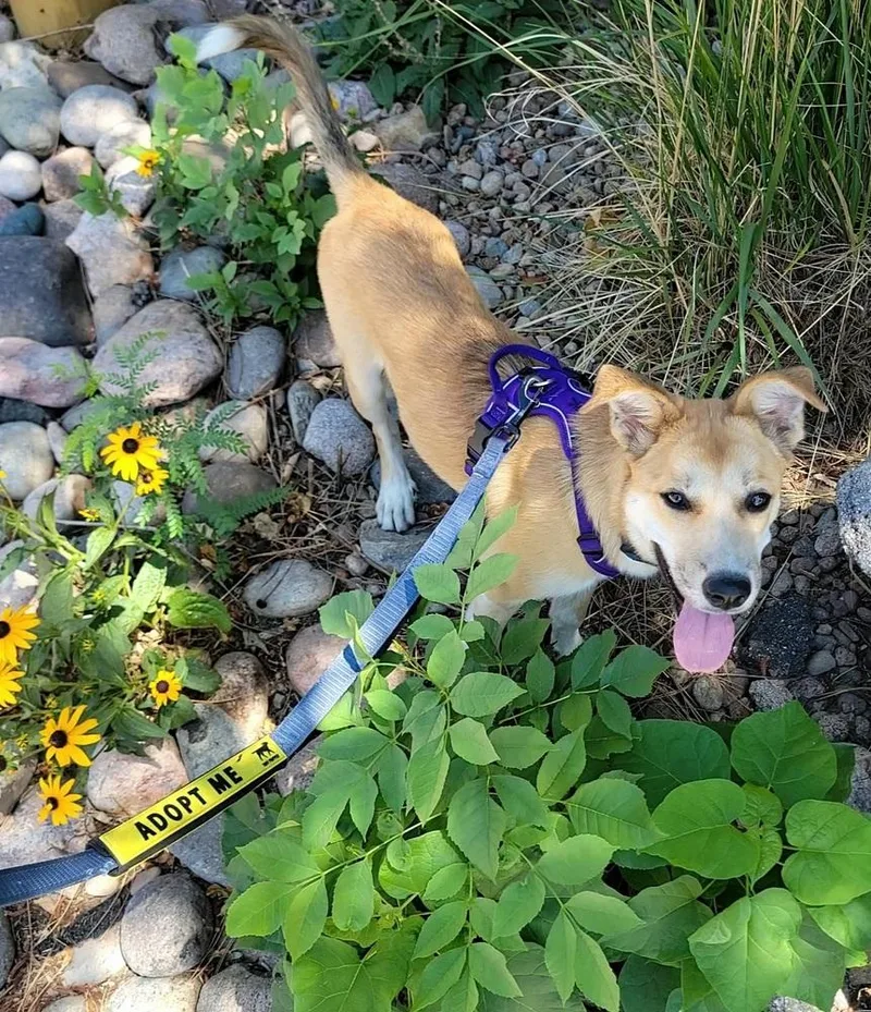 Laika