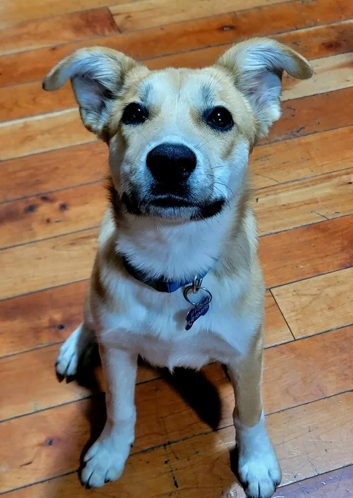 Laika thumbnail 2