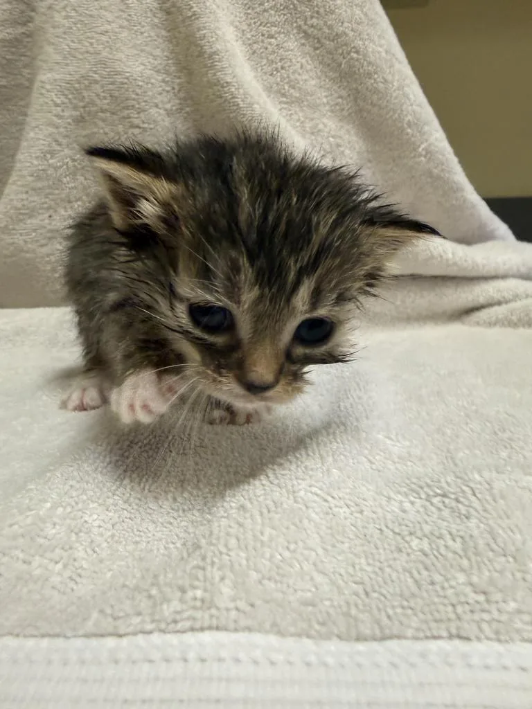 A baby medium-sized male Domestic Short Hair cat named Jester for adoption in Florence, SC