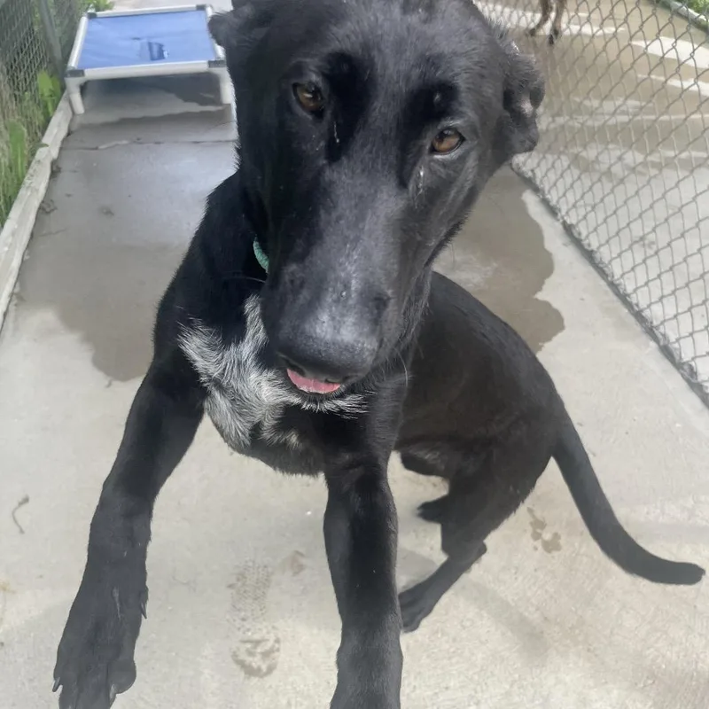A baby medium-sized female Black German Shepherd Dog dog named Honey for adoption in Delaware, OH