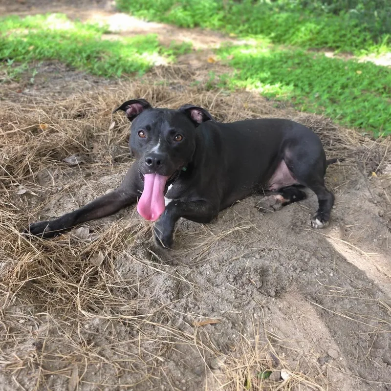 An adult medium-sized male Black Mixed Breed dog named Buddy for adoption in Williston, FL