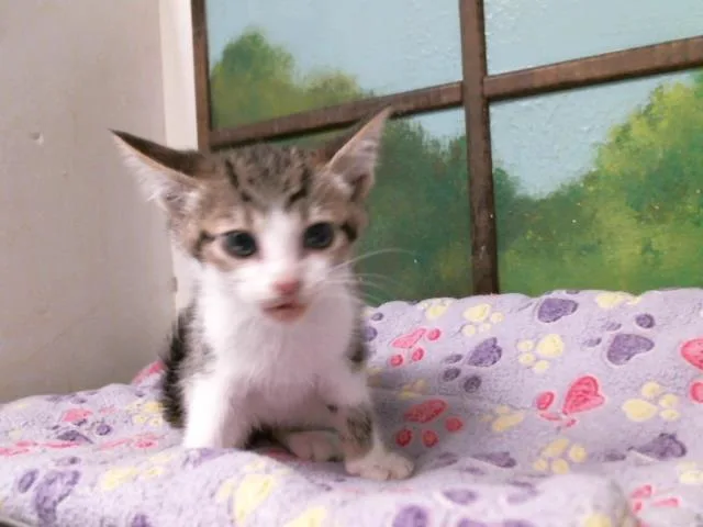A baby small-sized male Domestic Short Hair cat named Darwin for adoption in Houston, TX