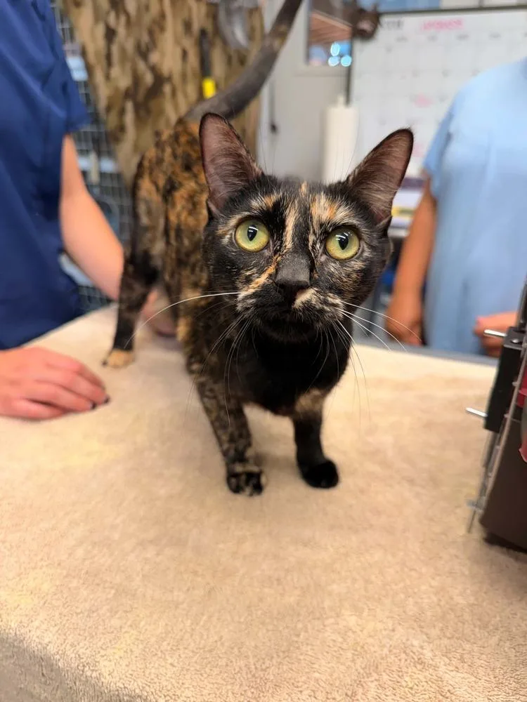 An adult large-sized female Domestic Short Hair cat named Ember for adoption in Vancouver, WA