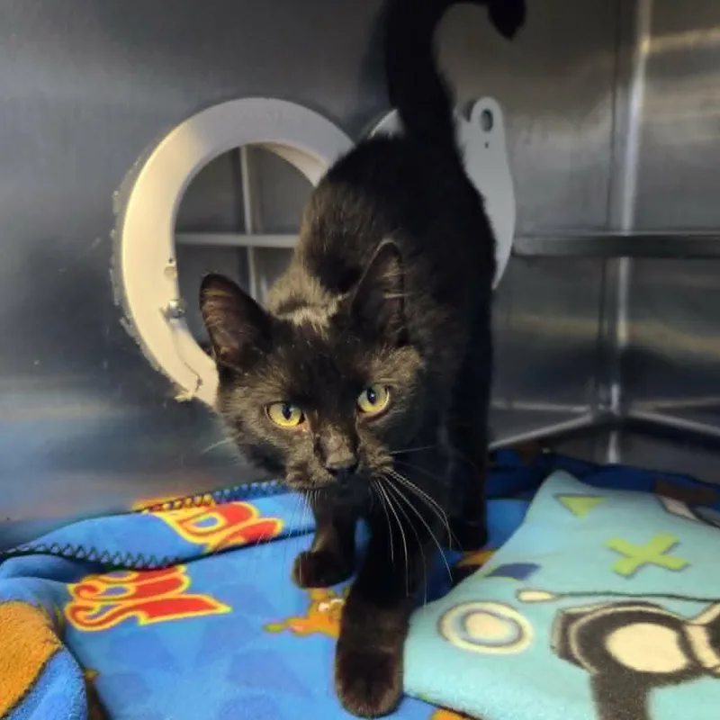 A young medium-sized male Black Domestic Short Hair cat named Mobert for adoption in Watertown, WI