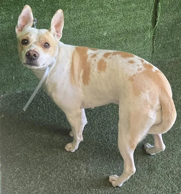 A young medium-sized female Pit Bull Terrier dog named Marshmellow for adoption in Lancaster, CA