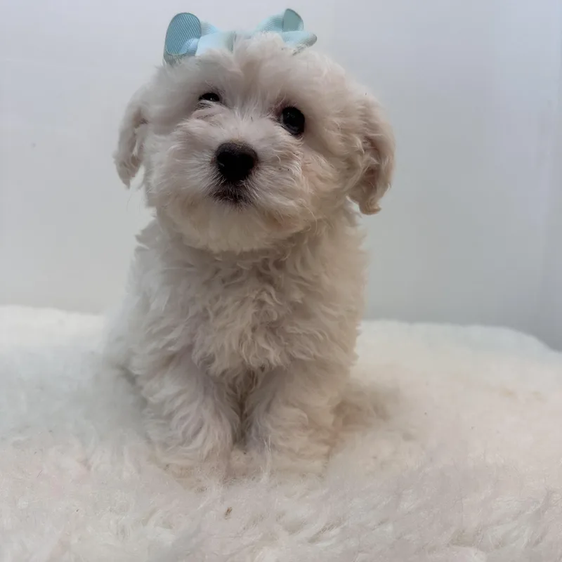 A baby small-sized female White / Cream Bichon Frise dog named Snow for adoption in Wrightstown, NJ