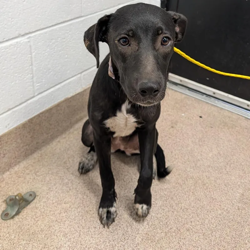 A young medium-sized female Black Mixed Breed dog named Pickles for adoption in Ardmore, OK