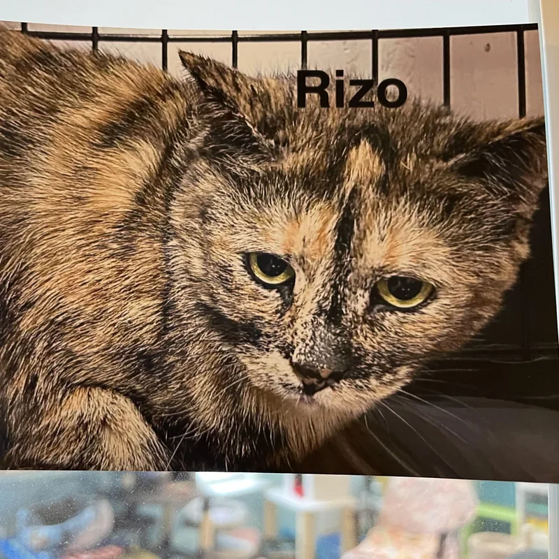 Rizzo