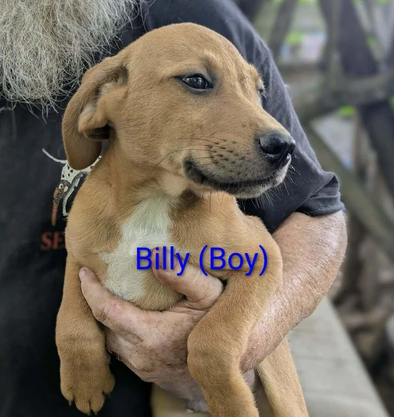 A baby large-sized male Brown / Chocolate Retriever dog named LLP Trixie : Billy for adoption in Aurora, IN