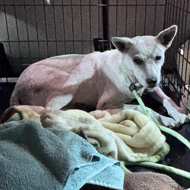 A young medium-sized female White / Cream Mixed Breed dog named Addy for adoption in Bismarck, ND