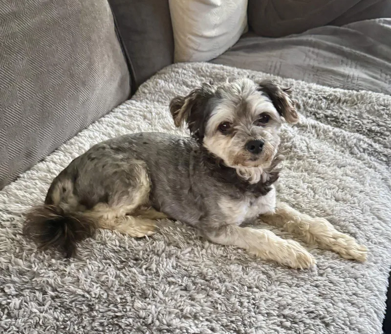 An adult small-sized male Terrier dog named Teddy for adoption in Arlington, TX