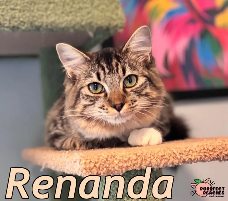 Renanda thumbnail 2