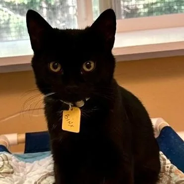A baby medium-sized male Black Bombay cat named Binx Fun & for adoption in Hoquiam, WA