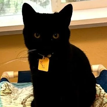 Binx  Fun & thumbnail 2
