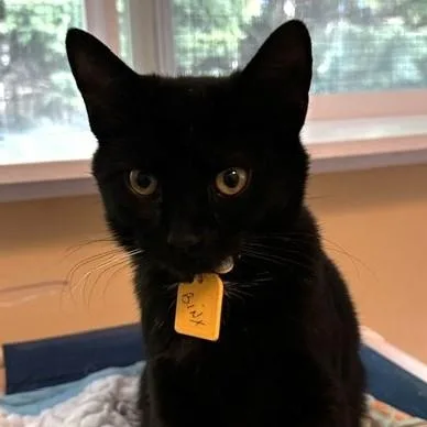 Binx  Fun & thumbnail 3