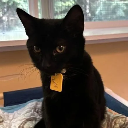 Binx  Fun & thumbnail 4