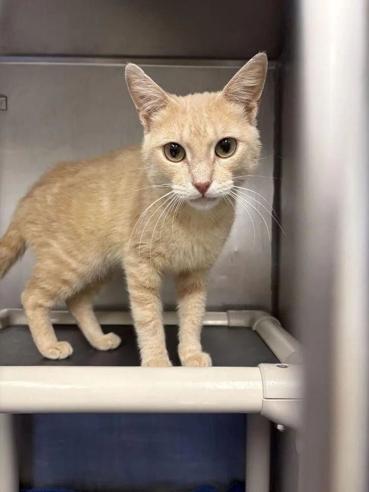 An adult medium-sized male Domestic Short Hair cat named Patrick Stump for adoption in Bowling Green, OH