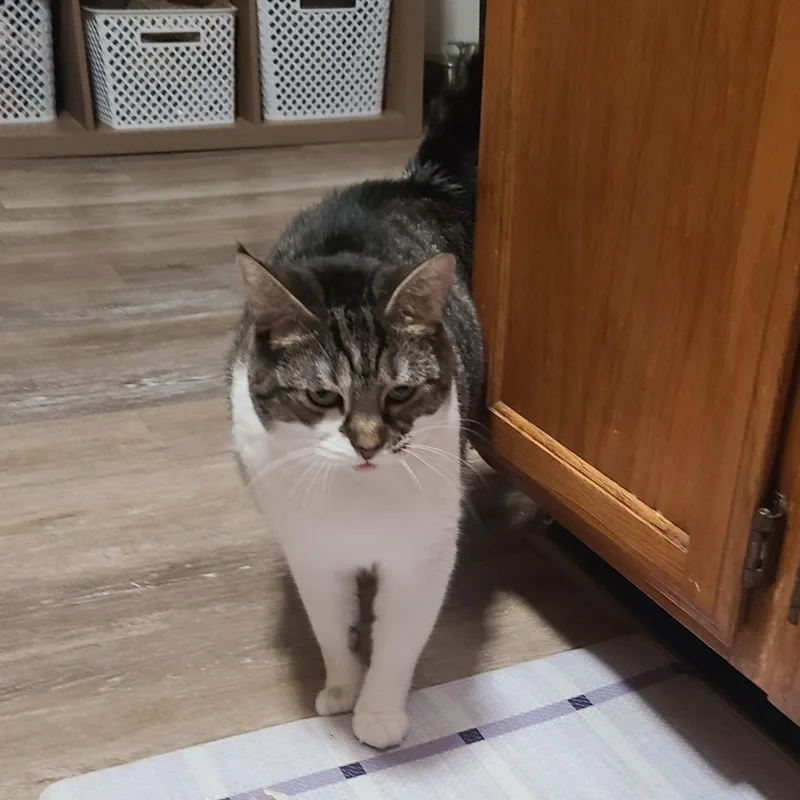 An adult large-sized female White Domestic Short Hair cat named Willow for adoption in Brookfield, WI