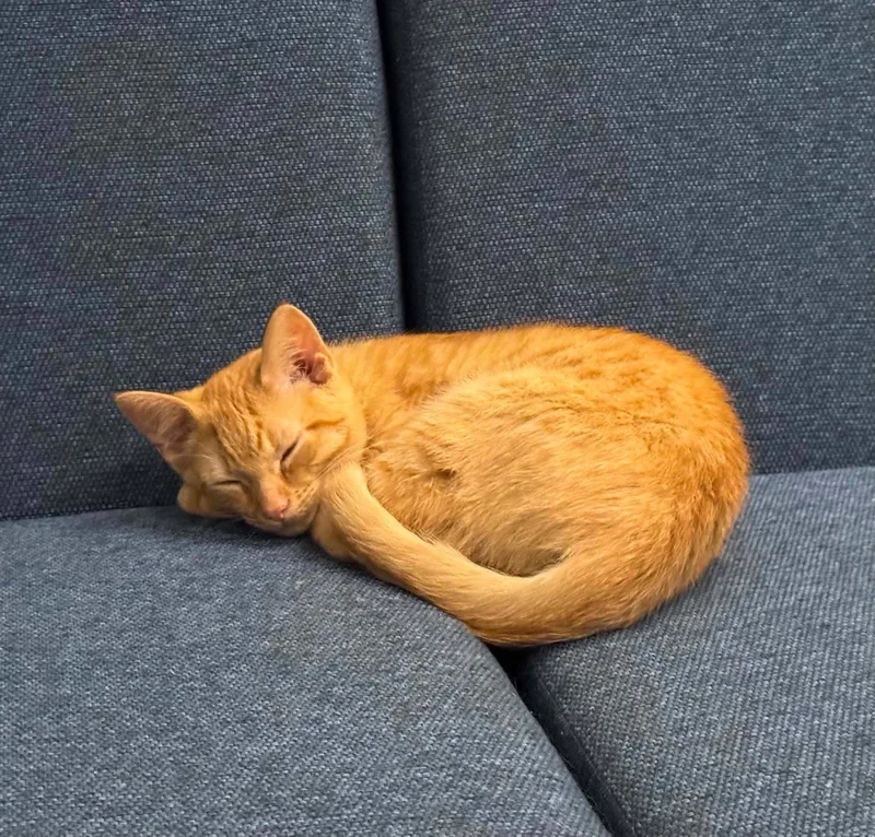 A baby medium-sized male Orange / Red Domestic Short Hair cat named Chili for adoption in Stewartsville, NJ