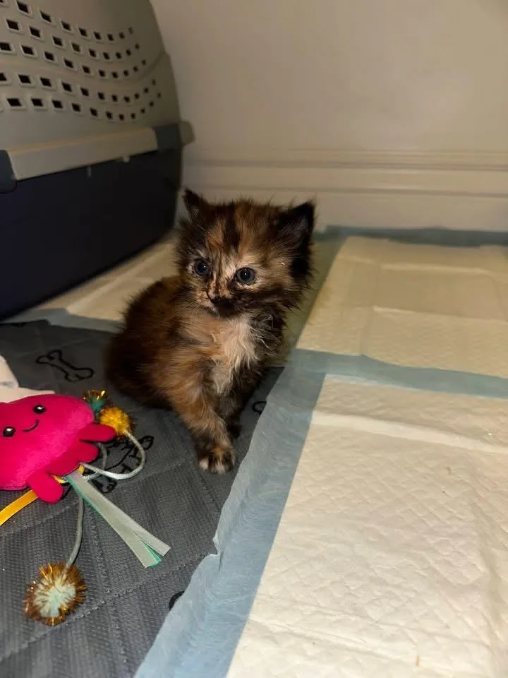 A baby medium-sized female Domestic Short Hair cat named Callie for adoption in Columbia, MO