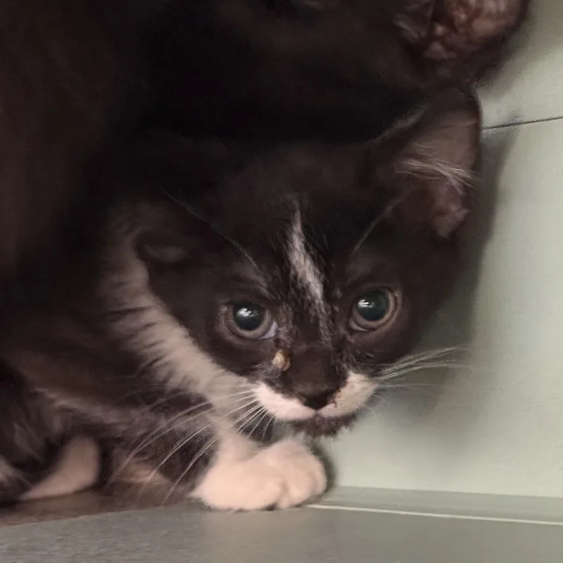 A baby small-sized female Black Domestic Short Hair cat named Haribo for adoption in South Elgin, IL