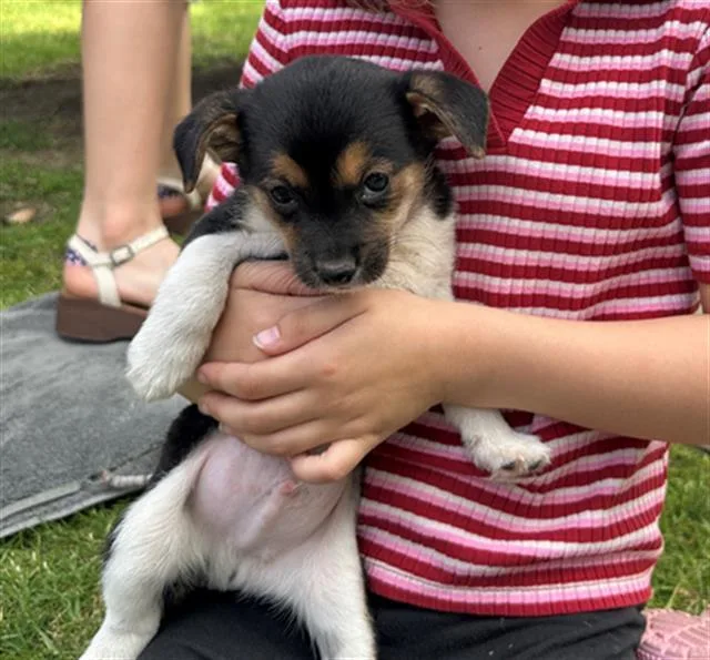 A baby small-sized male Chihuahua dog named Cupcake for adoption in Tustin, CA