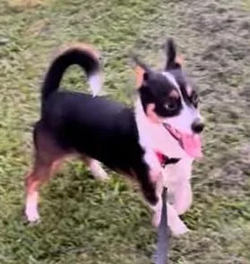 An adult small-sized male Tricolor (Brown, Black, & White) Terrier dog named Dancer for adoption in Clatskanie, OR