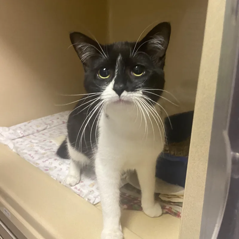 A young medium-sized female Black & White / Tuxedo Domestic Short Hair cat named Sweets for adoption in Elyria, OH