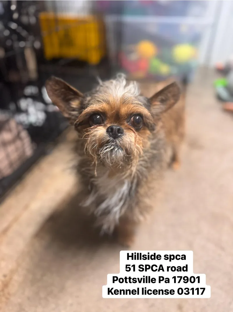 An adult small-sized male Brown / Chocolate Brussels Griffon dog named Ian for adoption in Pottsville, PA