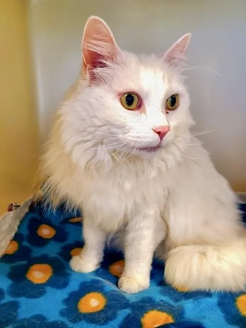 An adult large-sized male White Domestic Long Hair cat named Bleaky for adoption in BLACK MOUNTAIN, NC