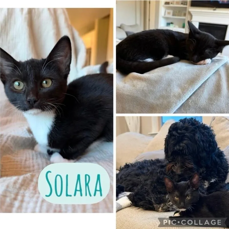 A baby small-sized female Black Domestic Short Hair cat named Solara for adoption in Orangevale, CA