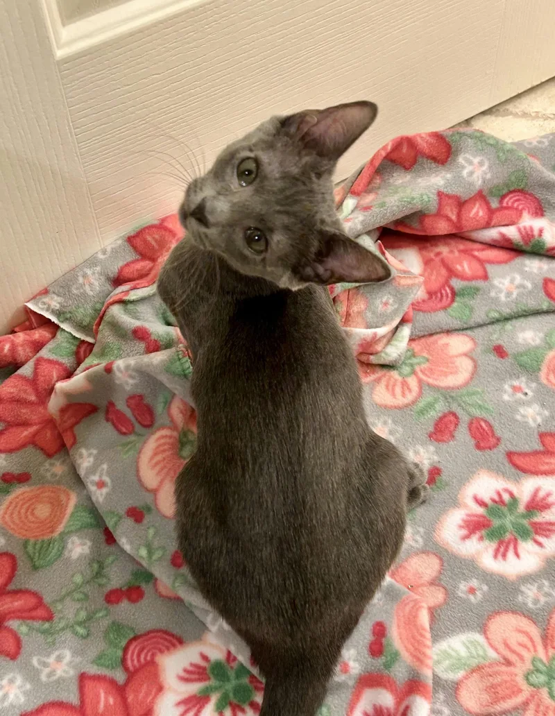 A baby medium-sized female Gray / Blue / Silver Domestic Short Hair cat named Margarita for adoption in Houston, TX