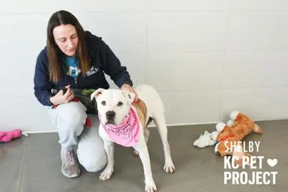 An adult large-sized female White / Cream Pit Bull Terrier dog named Shelby for adoption in Kansas City, MO