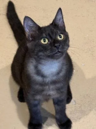 A young small-sized male Domestic Short Hair cat named Rhetor for adoption in Midland, VA