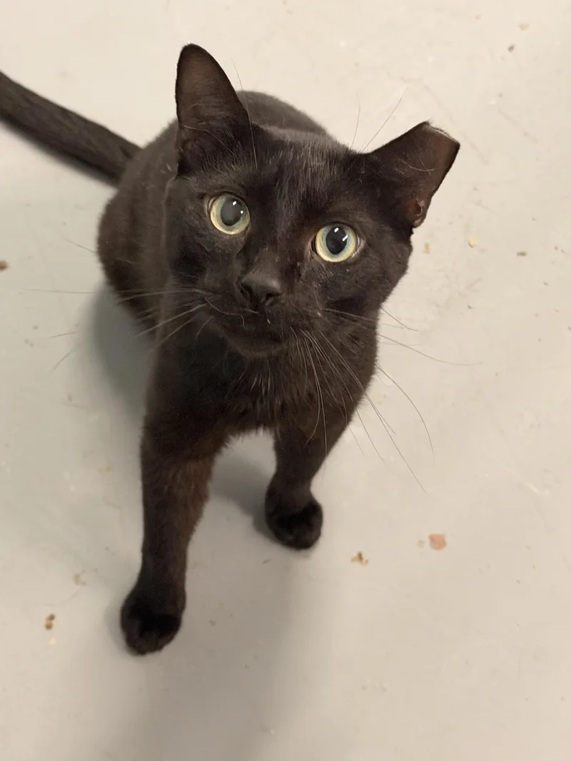 An adult medium-sized male Domestic Short Hair cat named Brutus for adoption in Leesville, LA