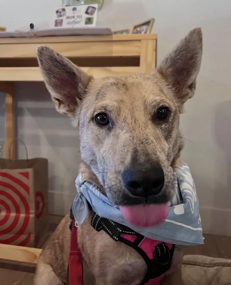 A senior medium-sized female Brindle Australian Cattle Dog / Blue Heeler dog named Betsy for adoption in Commerce City, CO