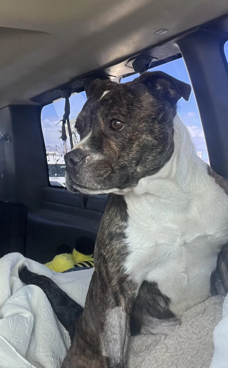 An adult medium-sized female Tricolor (Brown, Black, & White) American Bulldog dog named Jessie for adoption in Las Vegas, NV