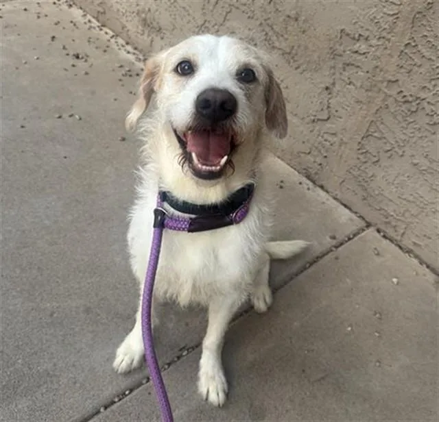 An adult medium-sized male Beagle dog named Alfredo for adoption in Mesa, AZ